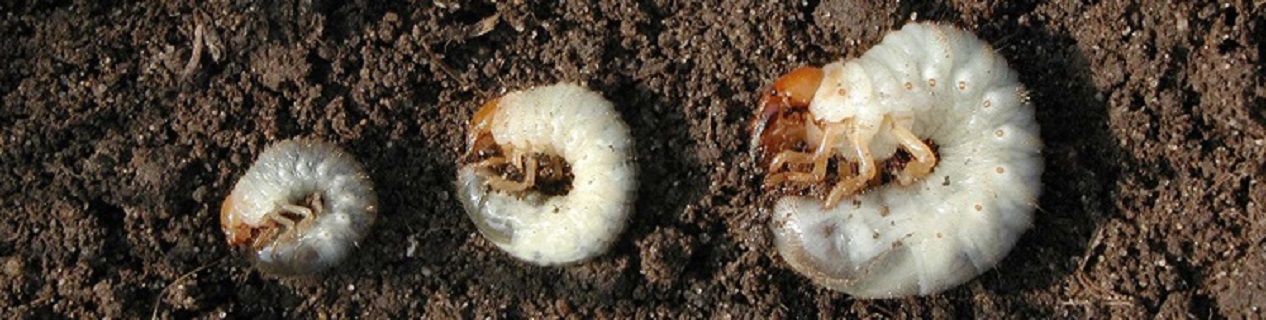 Grub worms not only look disgusting, but they can also do immense damage to your lawn by eating your grass roots. ExperiGreen Lawn Care's grub control treatment can stop costly grub damage before it starts!