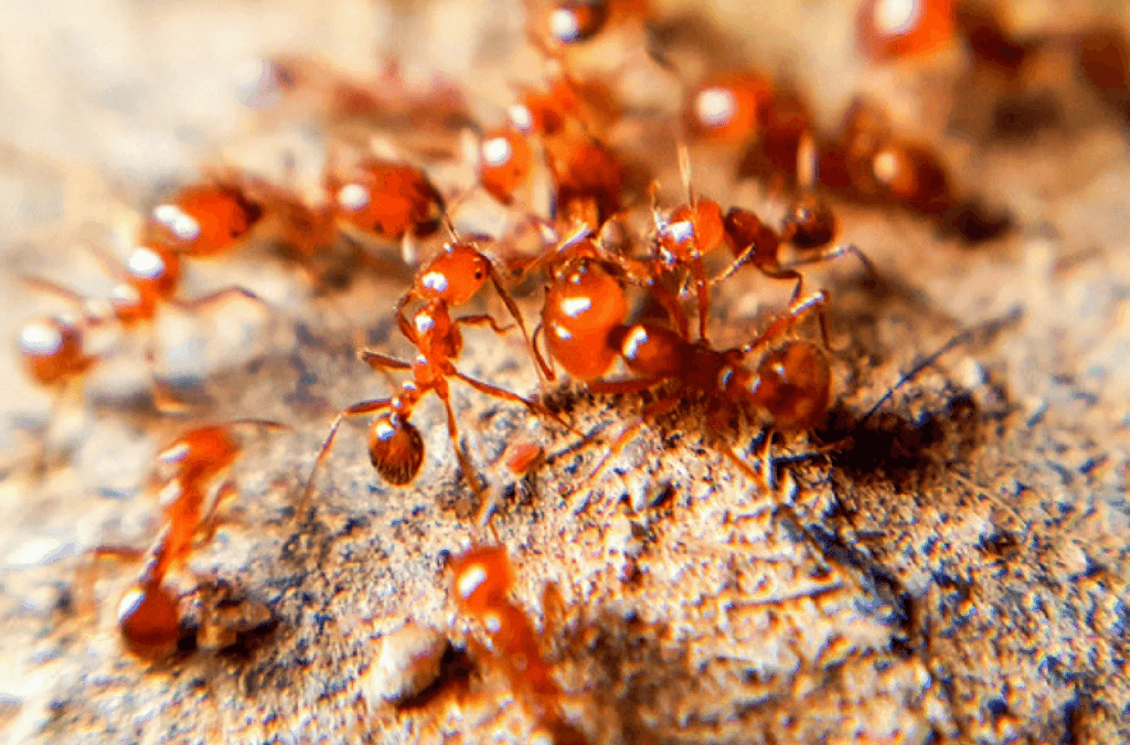 21-facts-about-fire-ants-experigreen