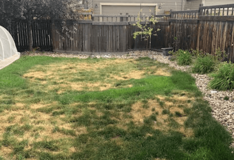 Summer Lawn Diseases: Ascochyta Leaf Blight - ExperiGreen