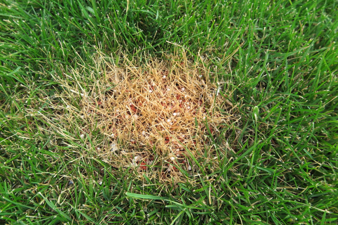 fertilizer-burn-on-plants-here-s-how-to-fix-it