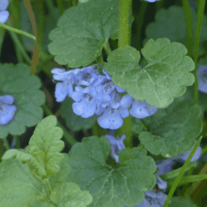 Ground Ivy Creeping Charlie