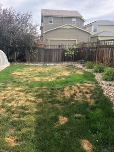 Lawn Disease Treatment - ExperiGreen