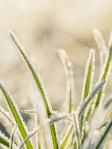 Winterizing Your Lawn
