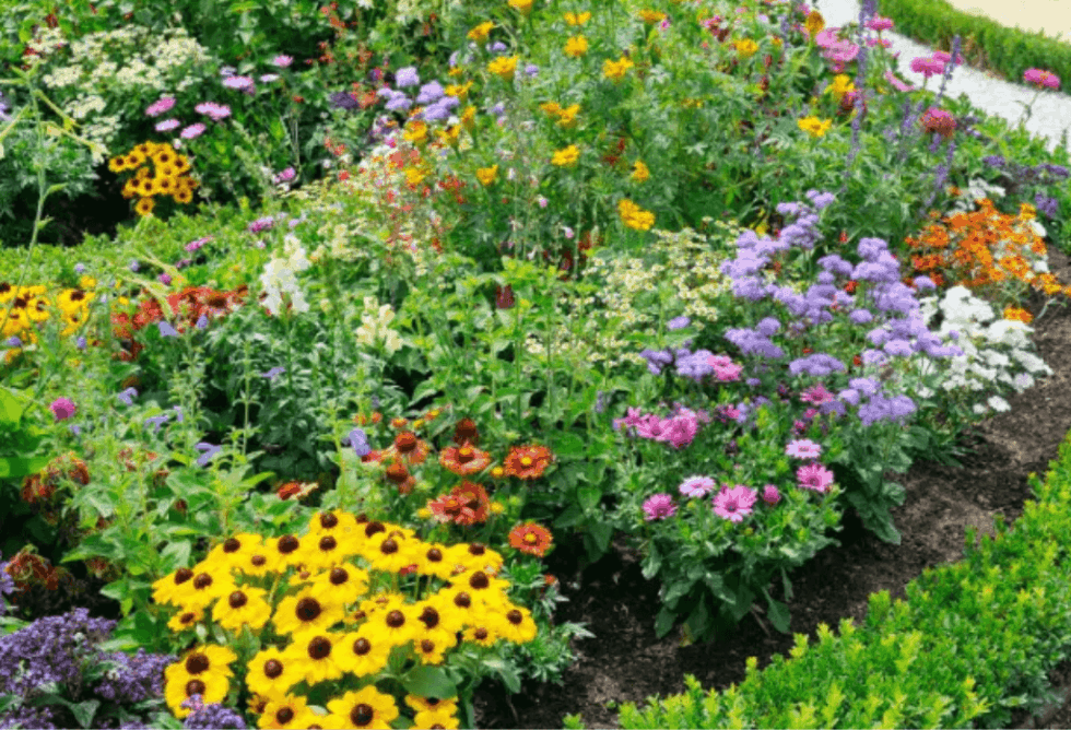 Annual vs Perennial Flowers To Plant This Spring - ExperiGreen