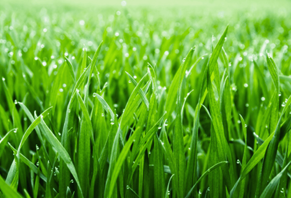 kentucky-bluegrass-vs-turf-type-tall-fescue-experigreen