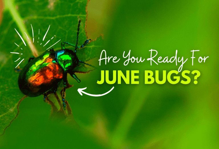 June Bugs Description & Life Cycle ExperiGreen