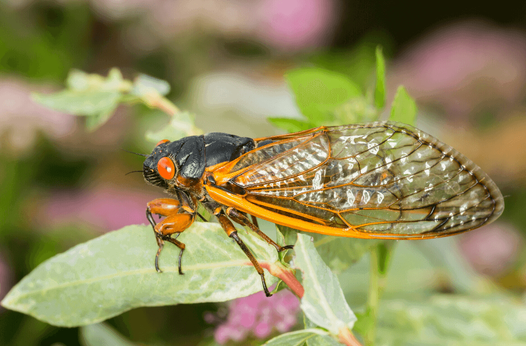 Cicadas, cicadas, cicadas, when will it end | ExperiGreen