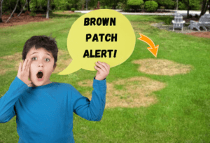 Brown Patches In Your Lawn