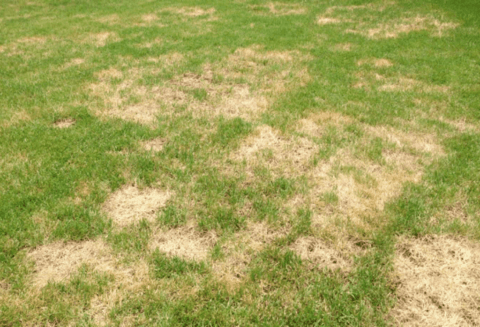 Brown Patches In Lawn - ExperiGreen