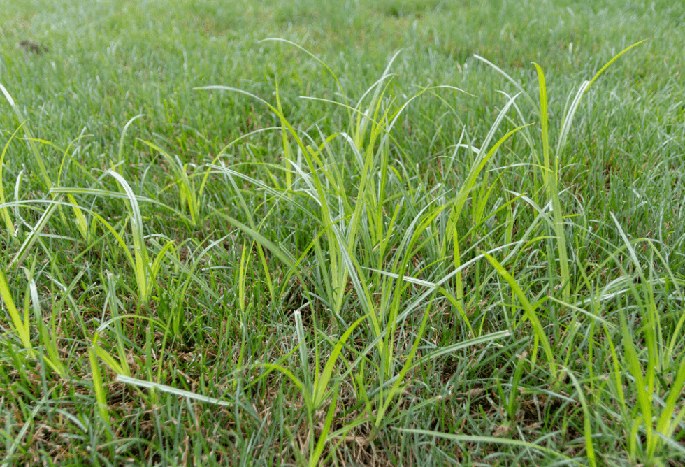 Weed Wednesday: Yellow Nutsedge - ExperiGreen