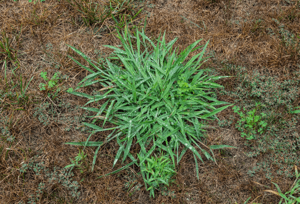 Weed Wednesday: Crabgrass - ExperiGreen