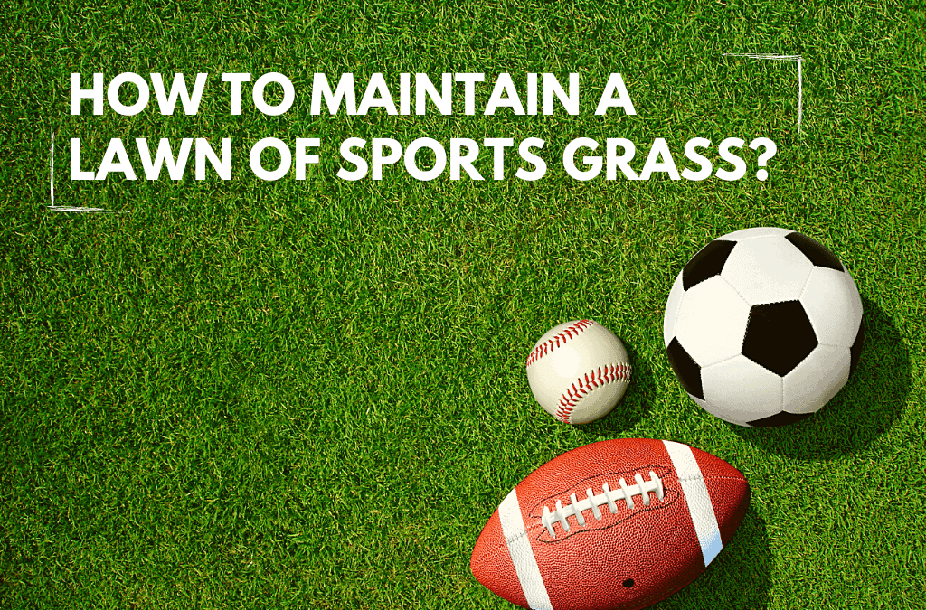 how-to-build-a-sports-grass-lawn-experigreen