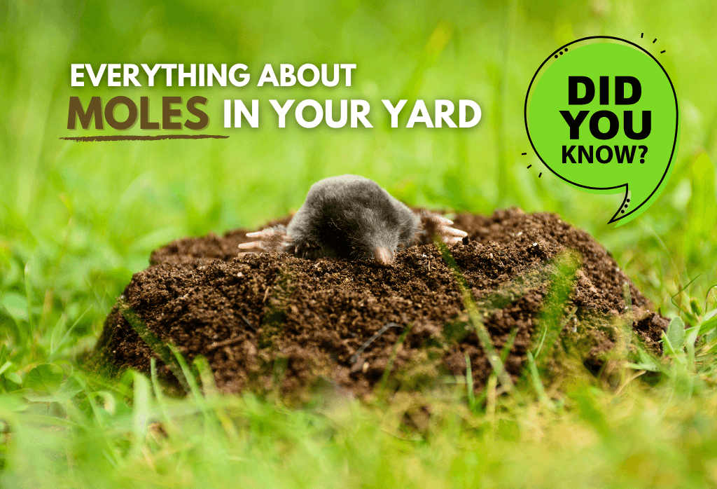 how do i get rid of moles in my yard with dogs