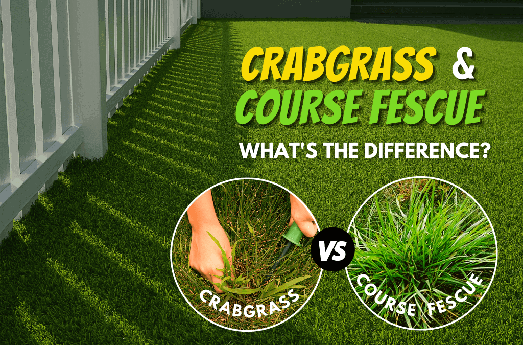 The Difference Between Crabgrass And Coarse Fescue - ExperiGreen