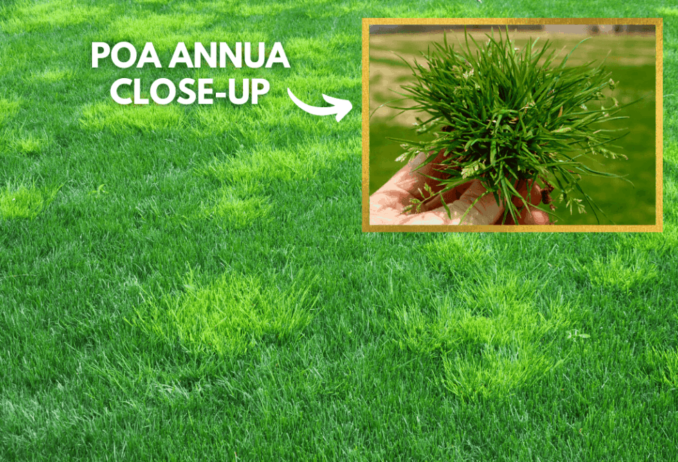 What Is The Best Weed Killer For Poa Annua at Becky Brush blog