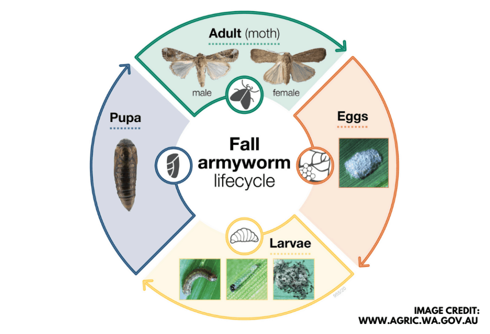 Fall Lawn Armyworm Outbreak: What You Need To Know - ExperiGreen