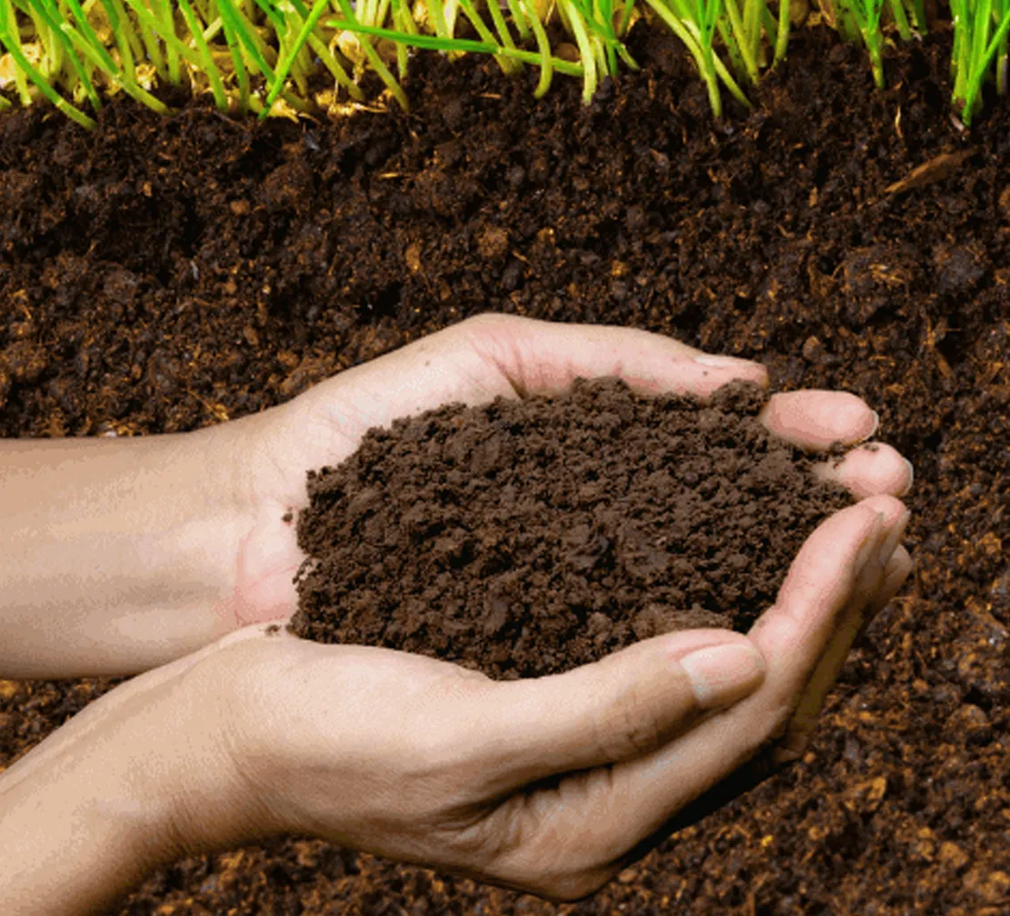 Checking your Lawn PH Level