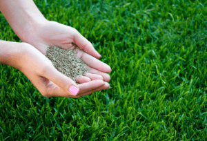 Experigreen Lawn Overseeding and Lawn Seeding