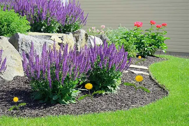 Landscape bed weed control
