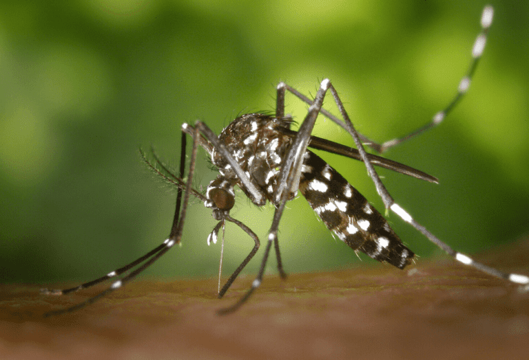 Mosquito control