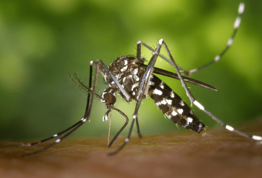 Mosquito control