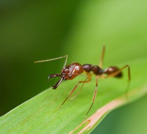 Fire ant close up