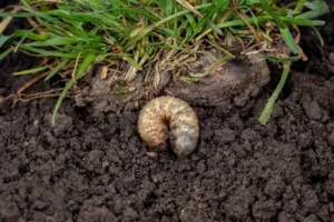 Grub control service