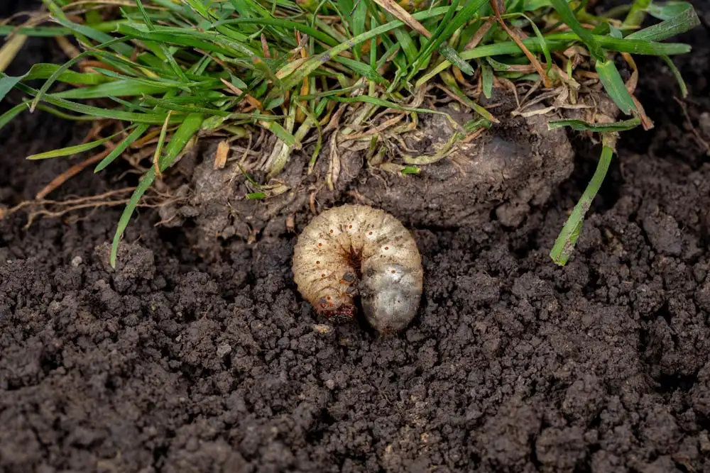 Read more about the article Signs of Grubs in Your Lawn