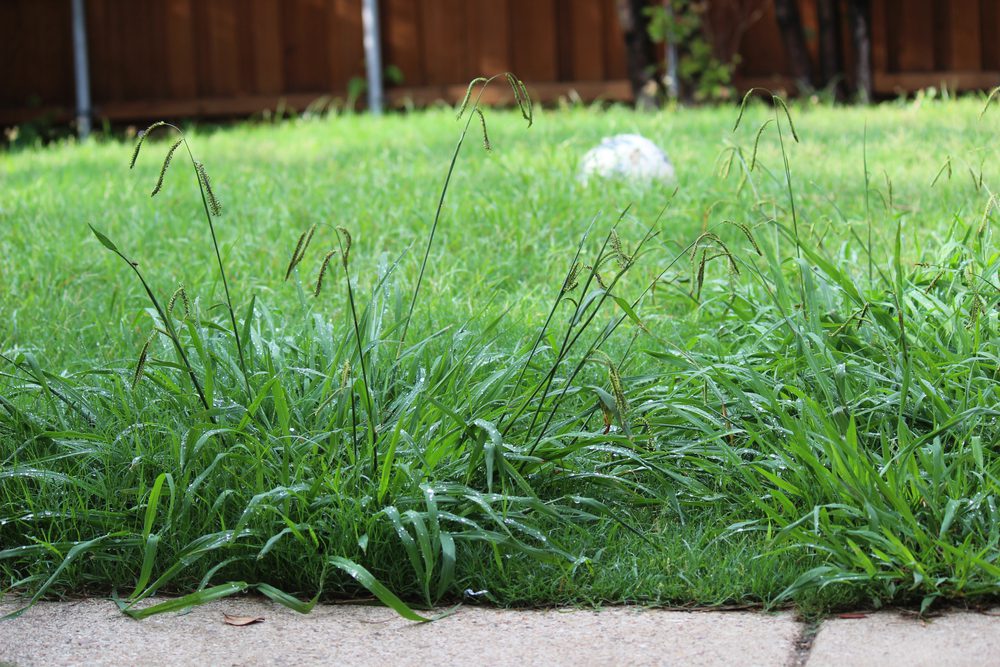 Read more about the article 11 Common Lawn Weeds and How to Get Rid of Them