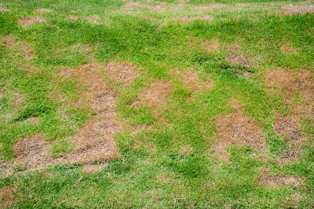 Read more about the article How to Revive Dead Grass and Make Your Lawn Green Again