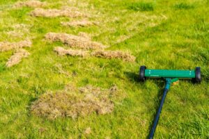 Removing dead grass with dethatching