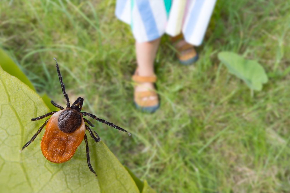 Read more about the article How to Get Rid of Ticks in Your Yard