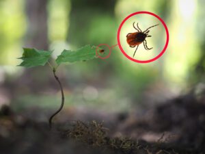 How to remove ticks from your yard