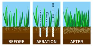 Lawn aeration before and after