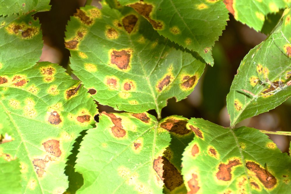 Leafspot disease