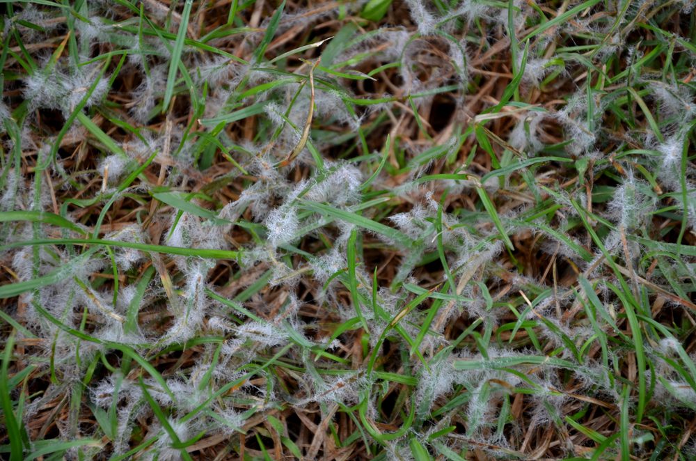 Snow mold lawn disease