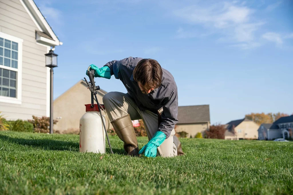 lawn technician looking for grubs