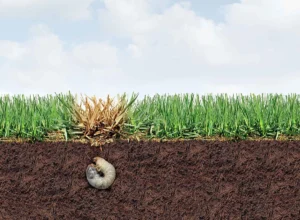 image of grub underground