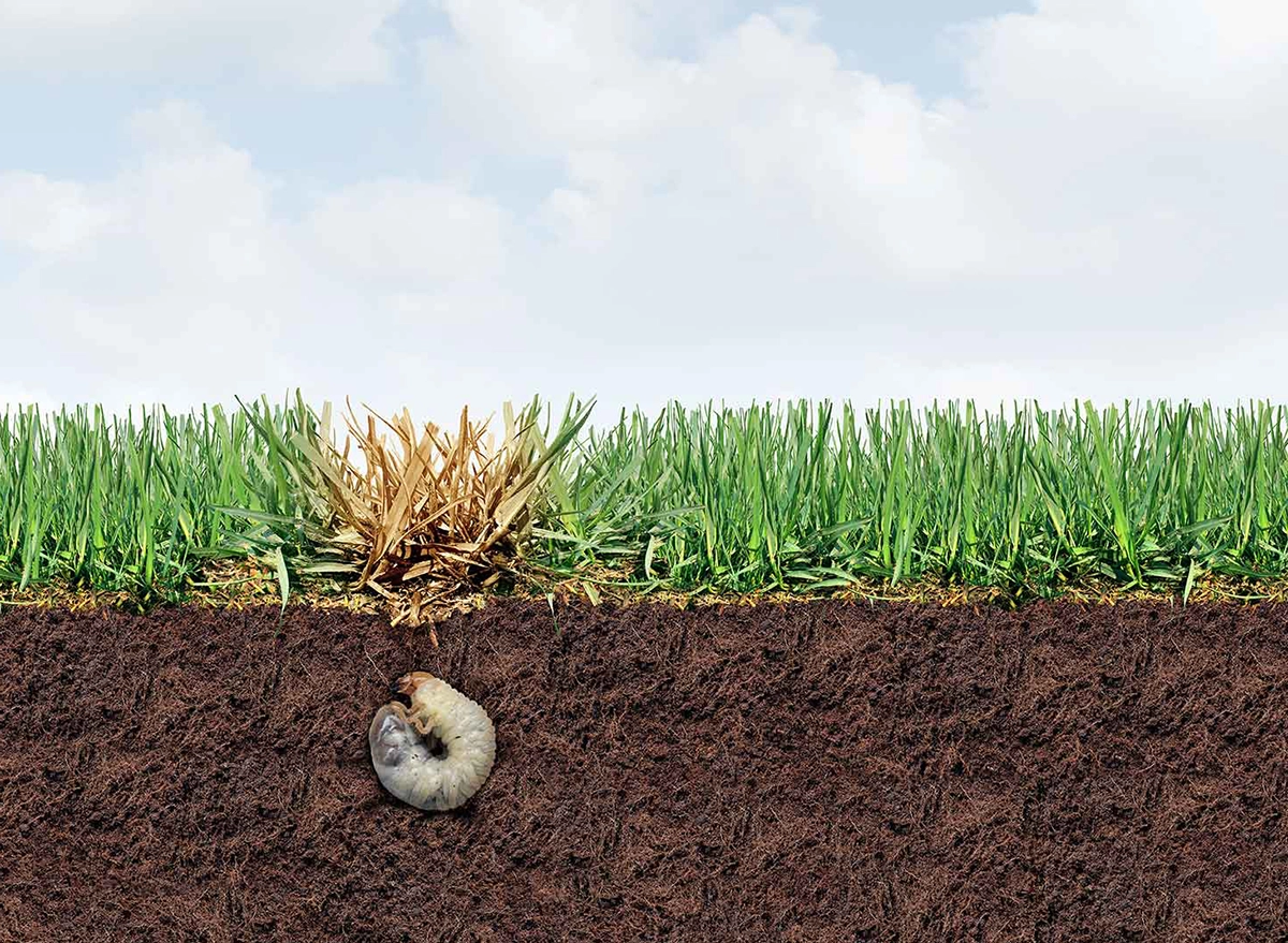 image of grub underground