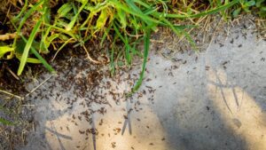 Ant infestation in lawn