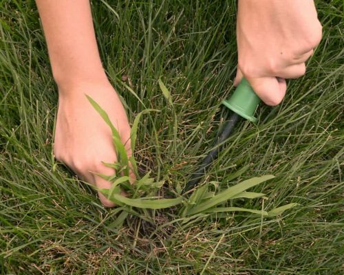 Removing Crabgrass Removing Crabgrass