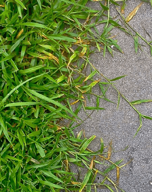Crabgrass spreading onto sidewalk