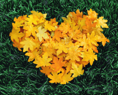 Steps to Repairing Your Lawn in Fall Fall Lawn Recovery