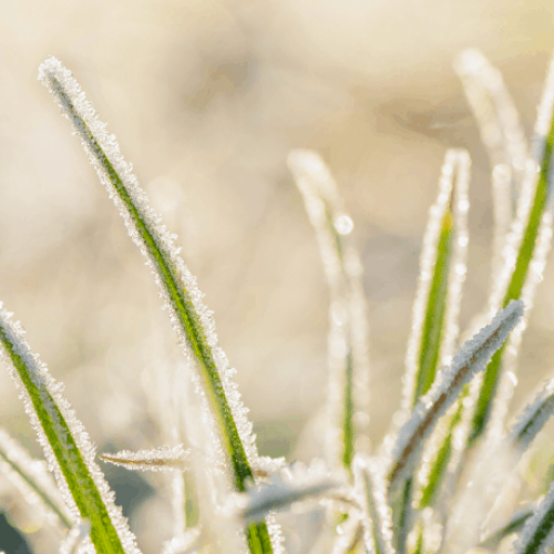 Winterizing Your Lawn