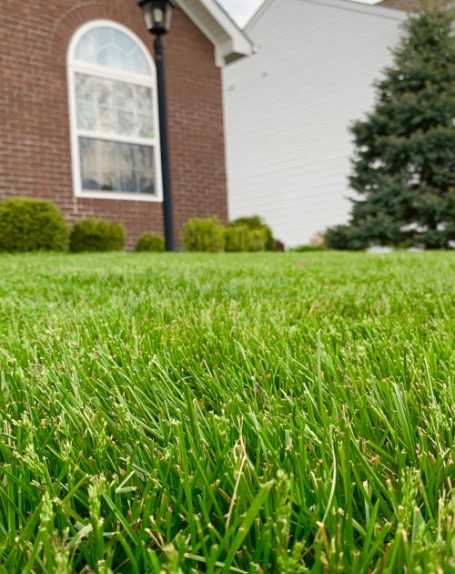 Green lawn in Aurora, IL