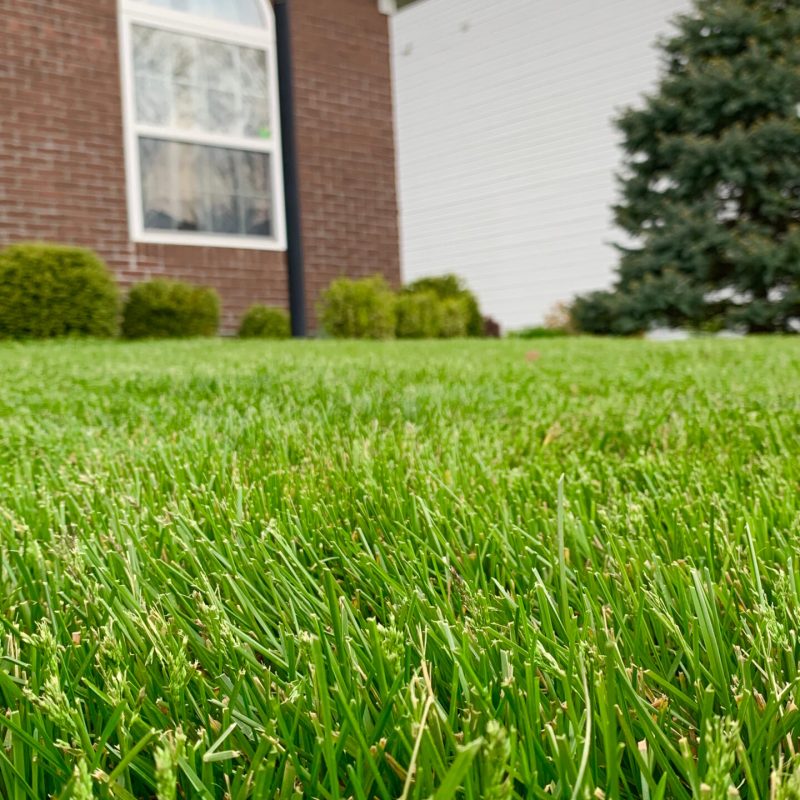 Green lawn in Aurora, IL