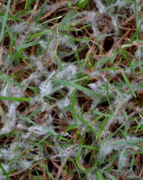 Snow mold lawn disease