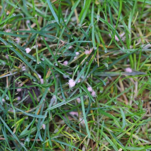 Red thread lawn disease